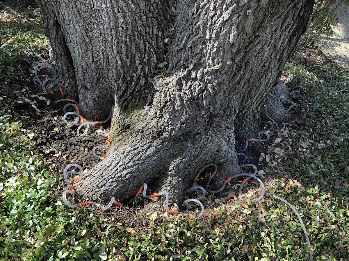 Detailed Shrub and Hedge Trimming job site in Doran