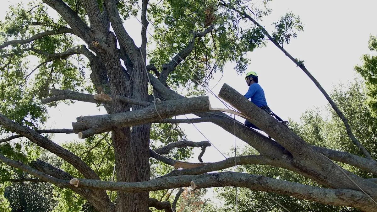 Professional Crown Thinning performed by certified arborists in Doran